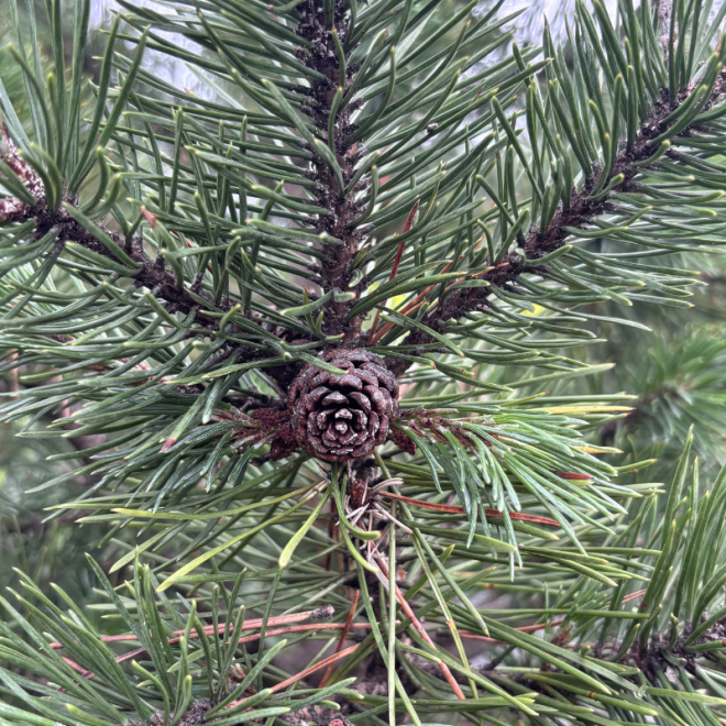 Pušis kalninė (Pinus mugo)