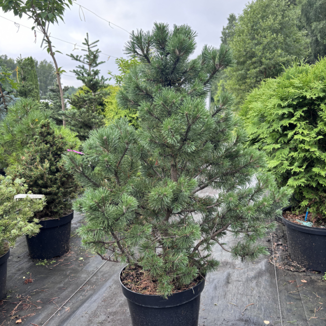 Pušis kalninė (Pinus mugo)