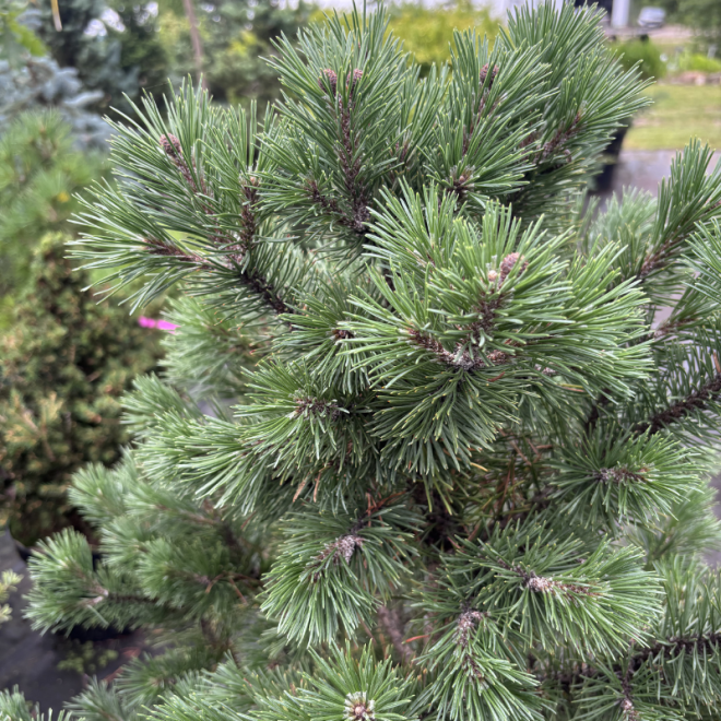 Pušis kalninė (Pinus mugo)