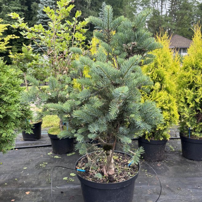 Kėnis (Abies)