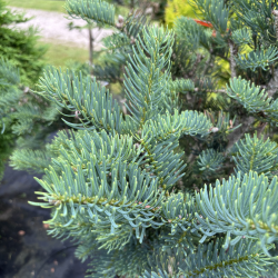 Kėnis (Abies)