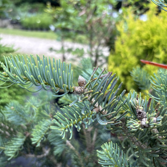 Kėnis (Abies)