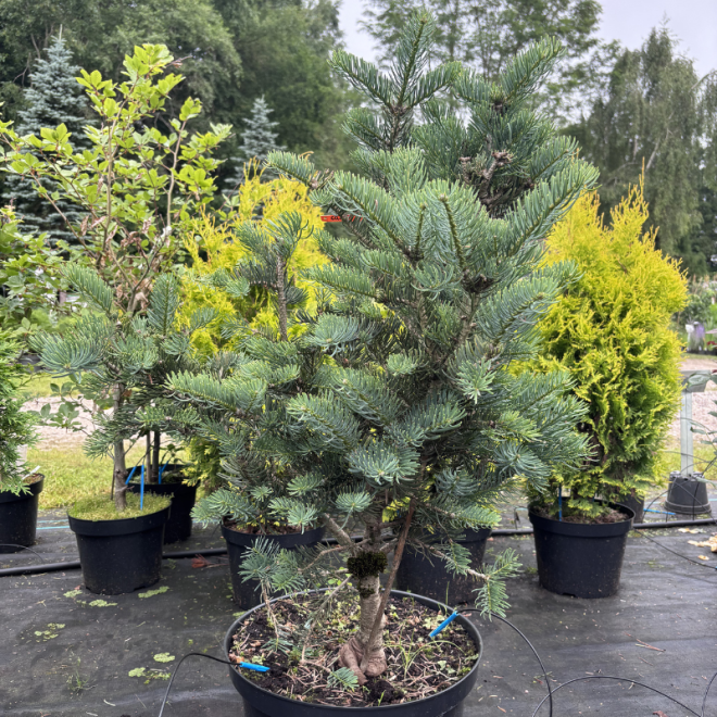 Kėnis (Abies)