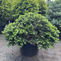 Kėnis balzaminis (Abies balsamea)