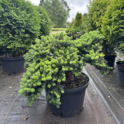 Kėnis balzaminis (Abies balsamea)