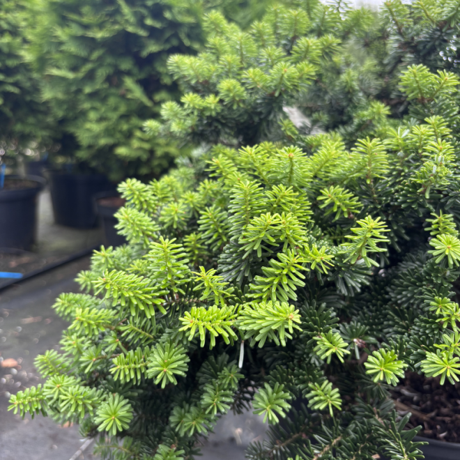 Kėnis balzaminis (Abies balsamea)