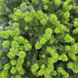 Kėnis balzaminis (Abies balsamea)