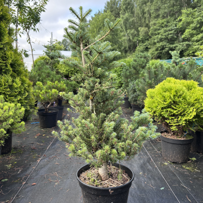 Kėnis (Abies)