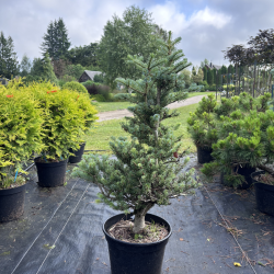 Kėnis (Abies)