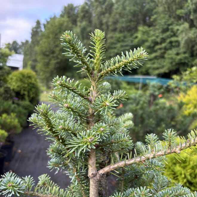 Kėnis (Abies)