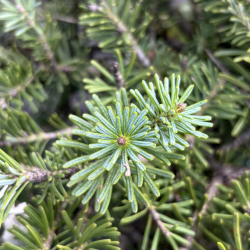Abies koreana