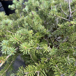 Abies koreana