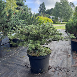 Abies koreana
