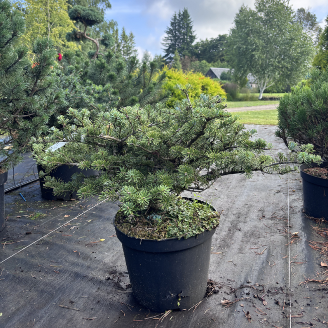 Abies koreana