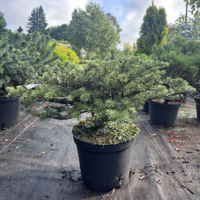 Abies koreana