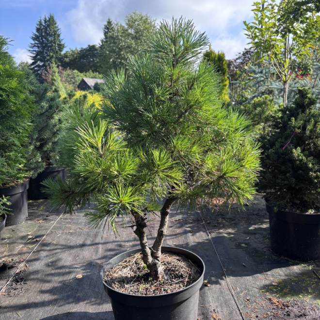 Pušis juodoji (Pinus nigra)