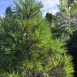 Pušis juodoji (Pinus nigra)