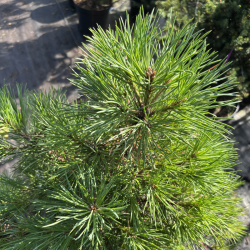 Pušis juodoji (Pinus nigra)
