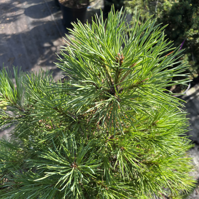 Pušis juodoji (Pinus nigra)