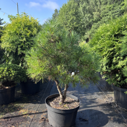 Pušis juodoji (Pinus nigra)