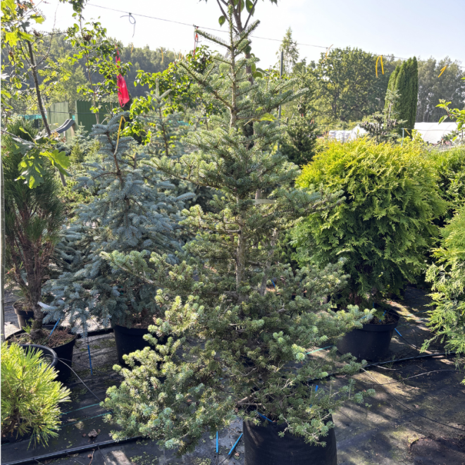 Kėnis (Abies)