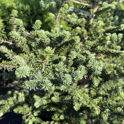 Kėnis (Abies)