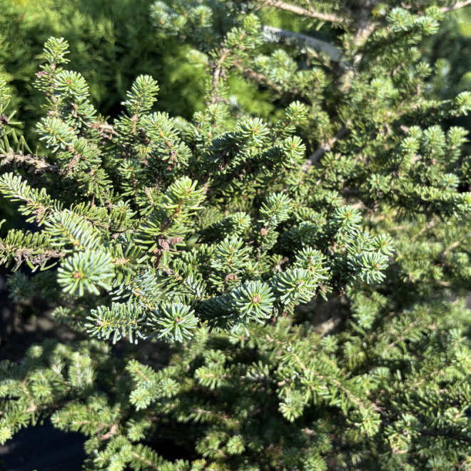 Kėnis (Abies)