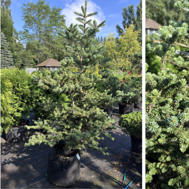 Kėnis (Abies)
