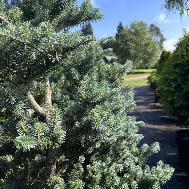 Kėnis (Abies)