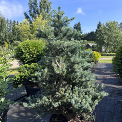 Kėnis (Abies)