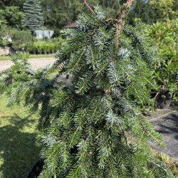 Eglė svyranti (Picea)