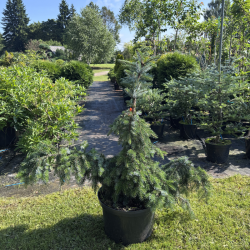 Eglė svyranti (Picea)