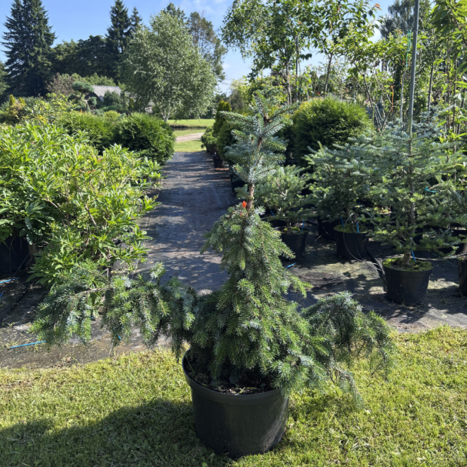 Eglė svyranti (Picea)