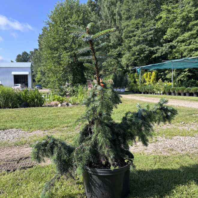 Eglė svyranti (Picea)