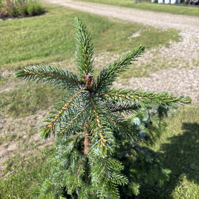 Eglė svyranti (Picea)