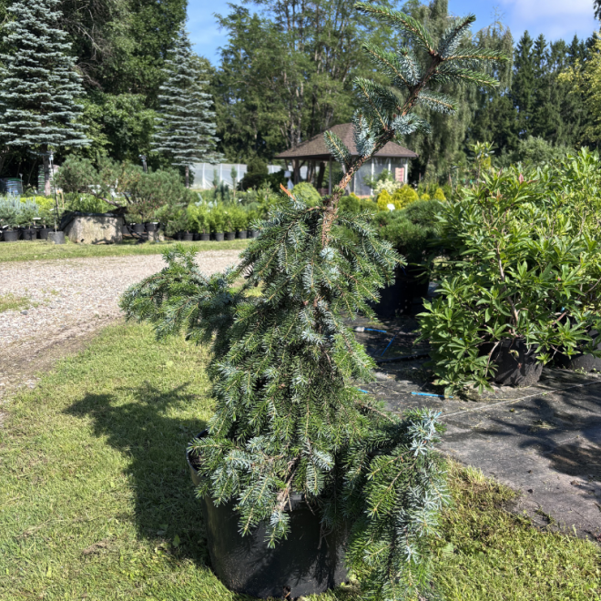 Eglė svyranti (Picea)
