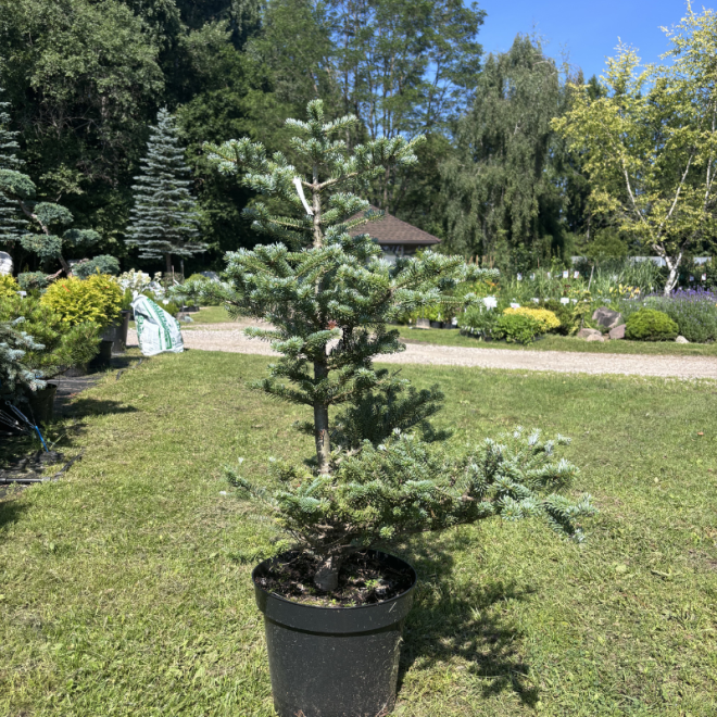 Kėnis (Abies)