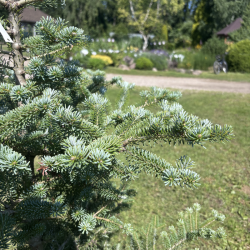 Kėnis (Abies)