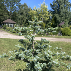 Kėnis (Abies)