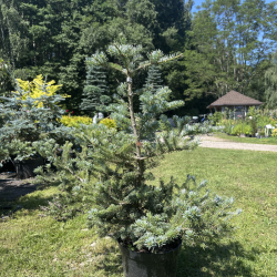 Kėnis (Abies)