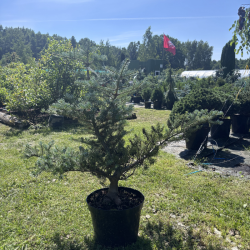 Kėnis (Abies)