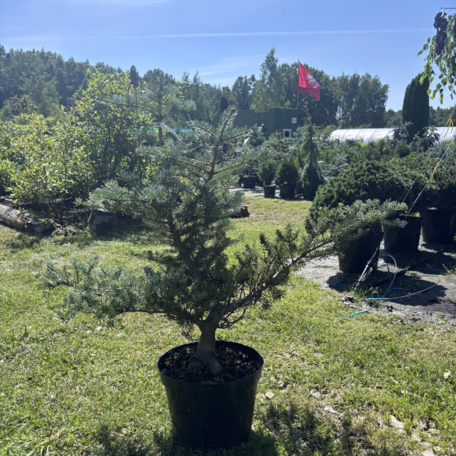 Kėnis (Abies)