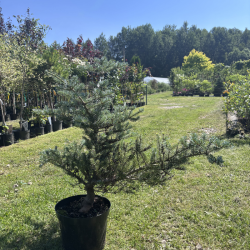 Kėnis (Abies)
