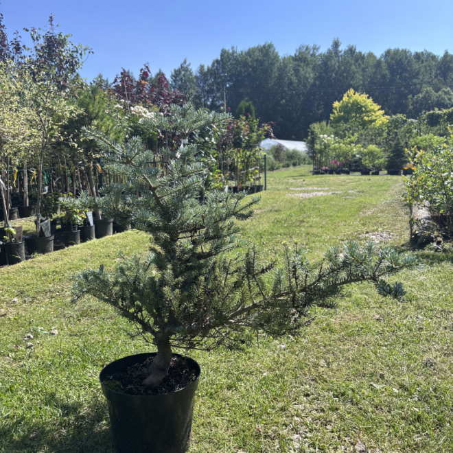 Kėnis (Abies)