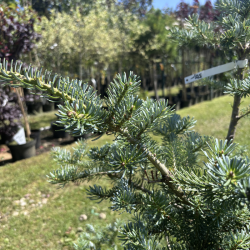 Kėnis (Abies)