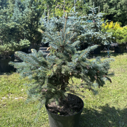 Eglė dygioji (Picea pungens)