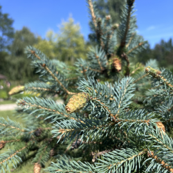 Eglė dygioji (Picea pungens)