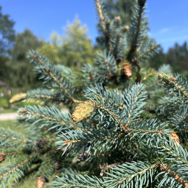 Eglė dygioji (Picea pungens)