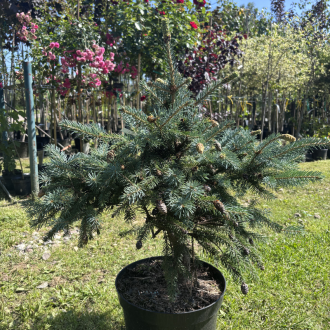 Eglė dygioji (Picea pungens)