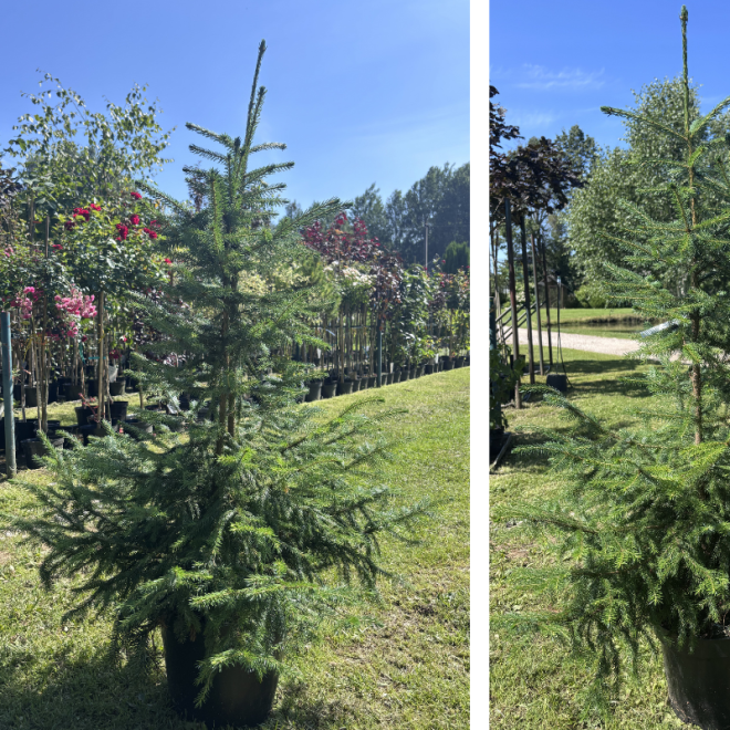 Eglė paprastoji (Picea abies)